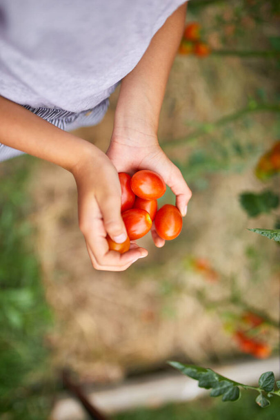 A menina de criança segura na colheita da mão de tomates vermelhos orgânicos em jardinagem de casa, produção de comida vegetal. Cultivo de tomate, colheita de outono. - Foto, Imagem