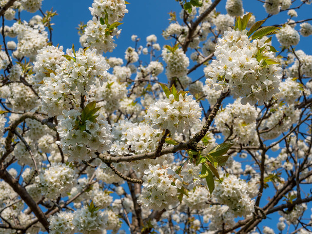 Cherry tree blossoms white in spring - Photo, Image