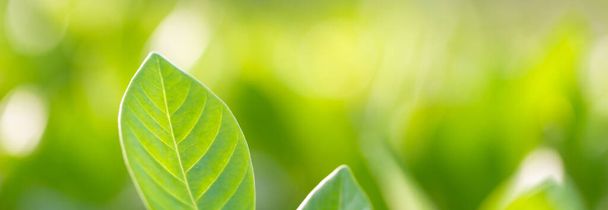 vista natura di foglia verde su sfondo verde sfocato in giardino, concetto di natura verde. - Foto, immagini