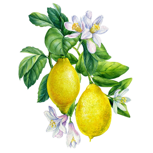  Citromos ág gyümölcsökkel, virágokkal és levelekkel. Akvarell kézi rajz illusztráció a design. - Fotó, kép