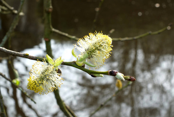 close up of female pussy willow catkins on an early spring tree with budding leaves - Foto, Bild