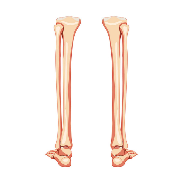 Нога голень, малоберцовая кость, нога, лодыжка Скелет человека сзади Задняя часть спины. Набор анатомически корректной реалистической квартиры - Вектор,изображение