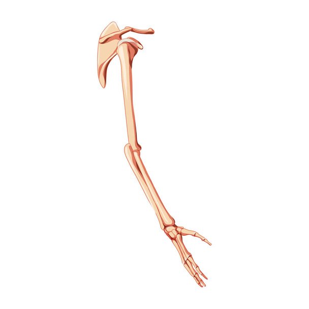 Bras du membre supérieur avec ceinture d'épaule Squelette Vue latérale humaine. Mains anatomiquement correctes, clavicule, omoplate, avant-bras 3D - Vecteur, image