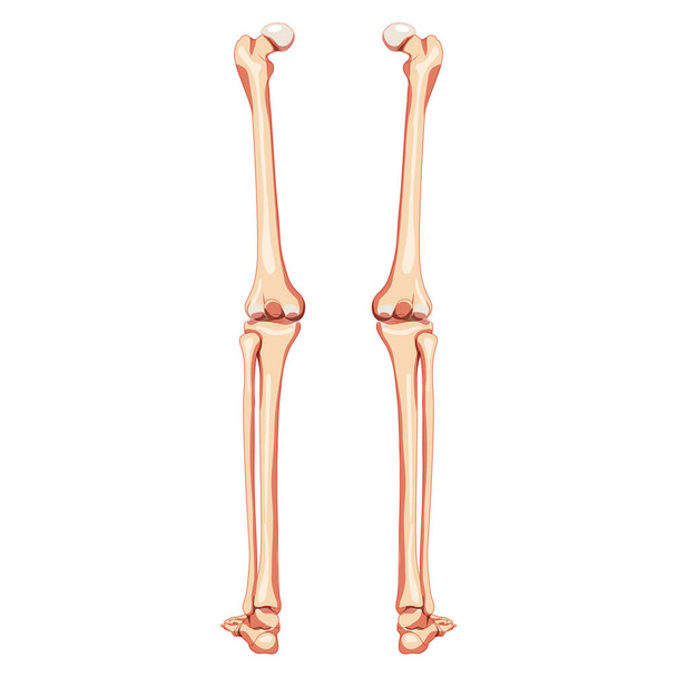 Muslos y piernas Esqueleto del miembro inferior Vista trasera humana. Conjunto de fémur anatómicamente correcto, rótula, peroné plano realista - Vector, imagen