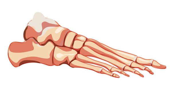 Pie y tobillo Huesos Esqueleto humano Articulaciones laterales de visión anatómicamente correctas, falanges de los pies, cuboides, metatarsianos - Vector, Imagen