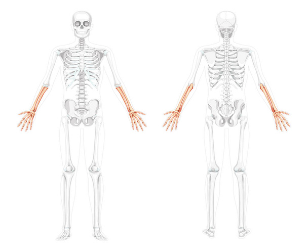 Scheletro Avambracci Vista frontale mano umana con due braccia in posa con ossa parzialmente trasparenti. 3D realistico piatto - Vettoriali, immagini