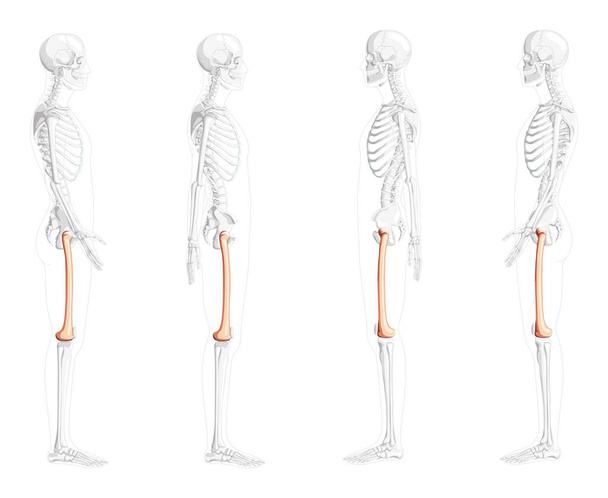 Esqueleto fêmur osso da coxa Visão lateral humana com posição parcialmente transparente dos ossos. 3D Anatomicamente correto realista  - Vetor, Imagem