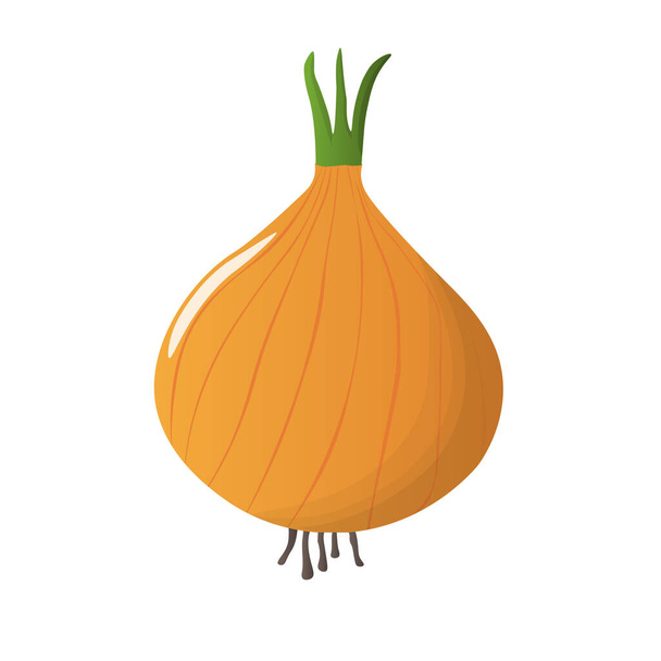 Onion bulb vector illustration. Yellow, white vegetable. Isolated. - Vektori, kuva