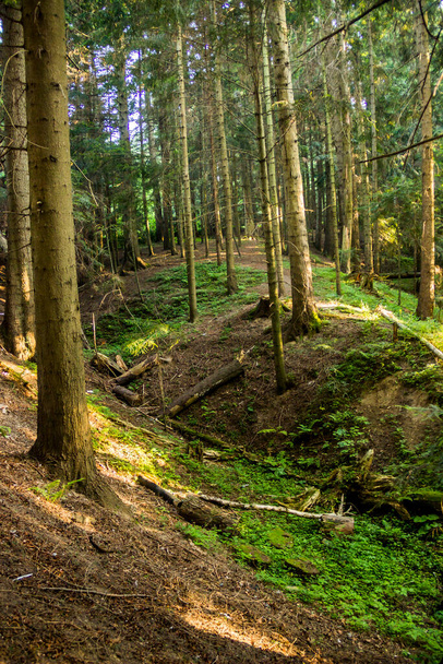 a spruce forest in the Ukrainian Carpathians, Skole Beskids National Nature Park, Lviv region of Ukraine - Foto, imagen