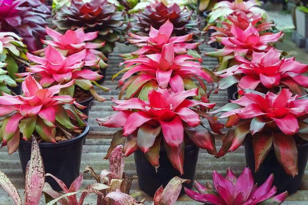 Multicolored bromeliad, colorful bromeliad leaves, Tropical plants in green house for garden decoration. Colorful Neoregelia plant for home decoration. Beautiful Neoregelia bromeliad plants in park. - Фото, изображение