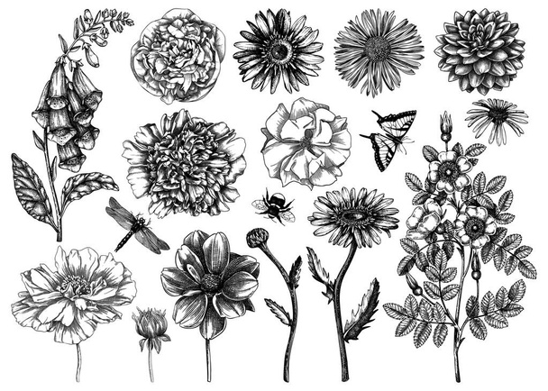 Hand-sketched flower illustrations collection. Vintage summer florals drawing set. Detailed and elegant garden plant on white background. Botanical elements in engraved style. - ベクター画像