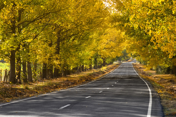 lonley road automne
  - Photo, image