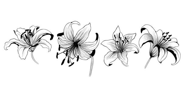 beautiful monochrome black and white bouquet lily isolated on background. Hand-drawn. design greeting card and invitation of the wedding, birthday, Valentines Day, mothers day and other holiday - 写真・画像