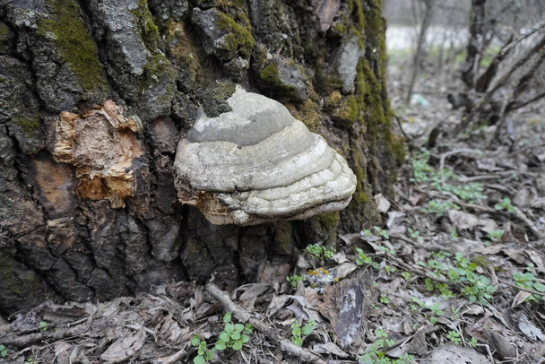 Árbol viejo en el bosque con setas viejas - Foto, Imagen