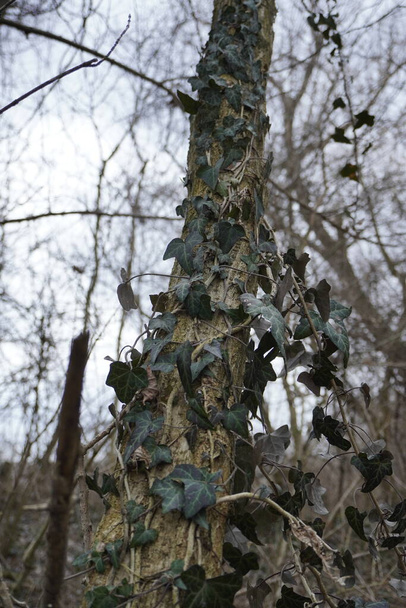Beautiful Tree clad in leaves - Valokuva, kuva