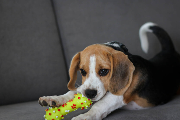 Lovely beagle puppy. Cute beagle puppy lying on the sofa. Beagle dog with a toy. - Фото, зображення