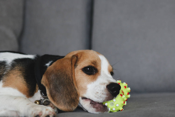 Cute beagle puppy lying on the sofa. Beagle dog with a toy. - Фото, изображение