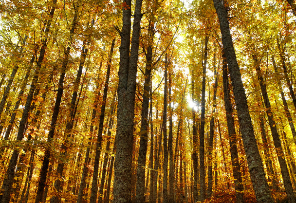 őszi mély erdő - Fotó, kép