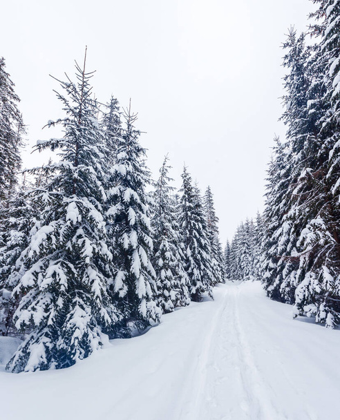 Frozen snow-covered fir forest after snowfall and gray sky in haze at winter day. Carpathian Mountains, Ukraine - Foto, Imagen