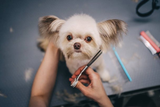 Haircut of a little funny dog. - Foto, afbeelding