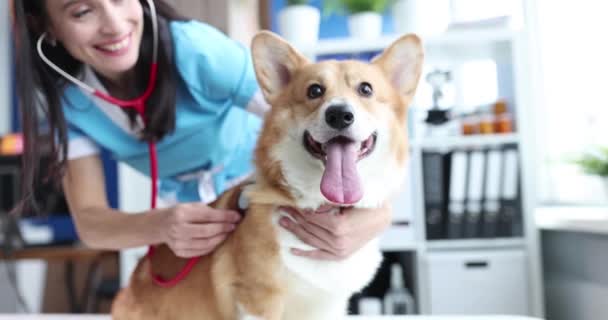 Veterinarian listens to dog heartbeat in veterinary clinic - Materiał filmowy, wideo