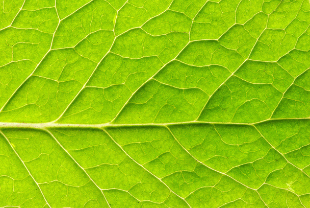 Leaf texture - Фото, изображение