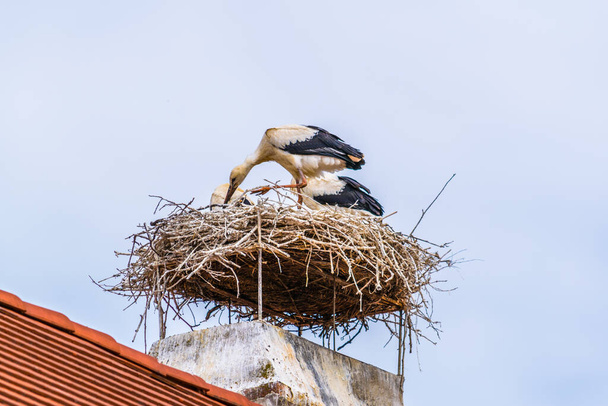 Austrian city Rust situated next to the neusiedler see lake is famous for storks nesting on chimneys of local houses during summer season. - Фото, изображение