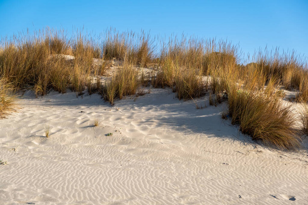 Beachgrass or ammophila on white sand dunes. Elafonisos island flora, sandy coast and wild plant vegetation. Blue sky, summer afternoon, Greece - Zdjęcie, obraz