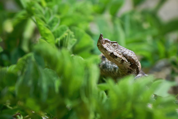 Nose-Horned Viper hiding in the grass (Vipera ammodytes) - Foto, imagen