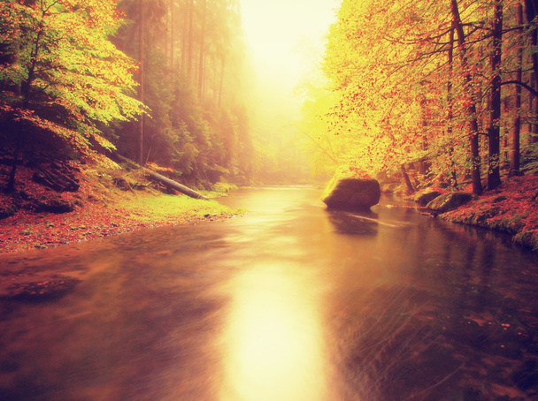 Rive pierreuse de la rivière de montagne d'automne recouverte de feuilles de hêtre orange. Les feuilles vertes fraîches sur les branches au-dessus de l'eau font une réflexion colorée en niveau
  - Photo, image