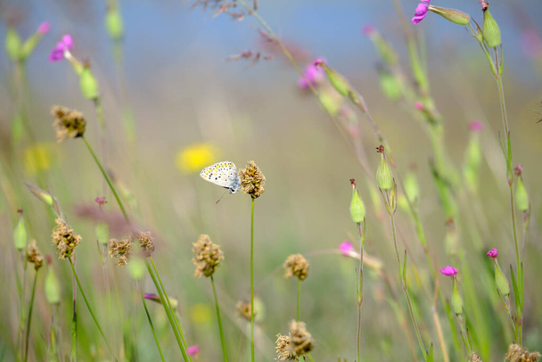 Beautiful wild pink flowers, purple wild peas, butterfly in morning haze in nature close-up macro. Landscape wide format, copy space. Delightful pastoral airy artistic image. - Foto, imagen