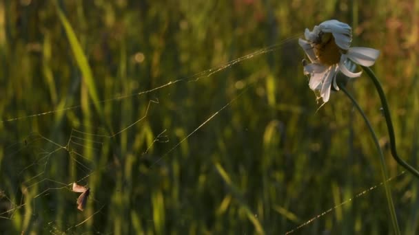  A long cobweb on a set flowers.Creative.Macro photography of nature on which a small spider sits in a flower that tangled a web on a camomile in the grass. - Footage, Video