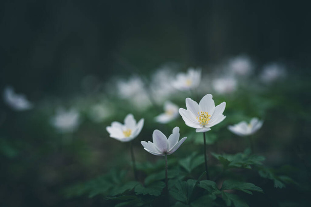 wood anemone spring white flower - Foto, Imagen