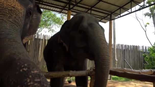 Les éléphants mangent des pastèques des mains d'une fille - Séquence, vidéo