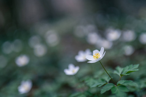 wood anemone spring white flower - Фото, изображение