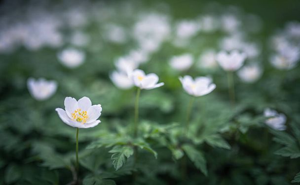 anêmona de madeira primavera flor branca - Foto, Imagem