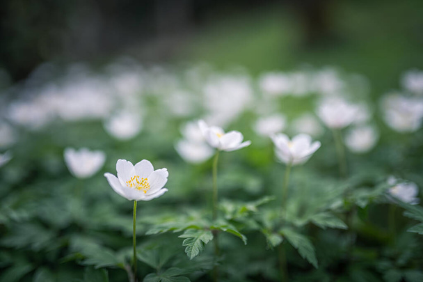 anêmona de madeira primavera flor branca - Foto, Imagem