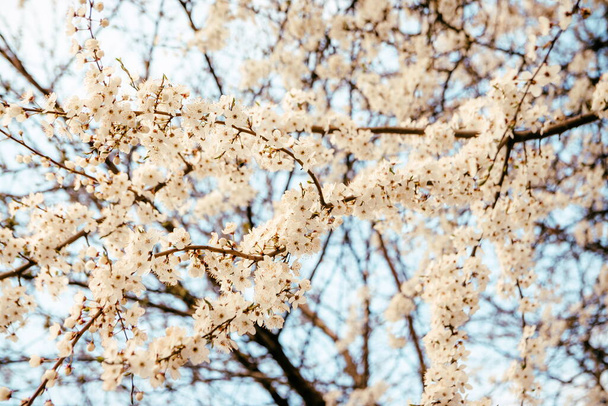 春には野桜が咲く。青空に白い花を咲かせる野生の桜。野生の桜の繊細な花 - 写真・画像