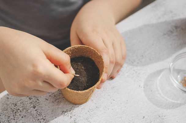 Hands of a little caucasian girl put a cucumber seed in a cardboard glass with soil while sitting at a cement table - 写真・画像