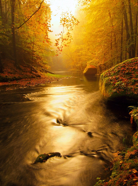 Západ slunce nad horské řeky předmětem živé buk listy. Čerstvé listy na větvích nad vodou, aby reflexe - Fotografie, Obrázek
