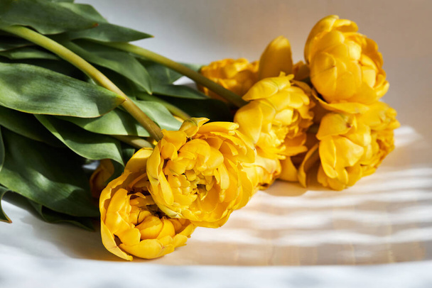 Bunch of beautiful yellow Double Peony Tulip on a white background with natural lights and shadows - Fotoğraf, Görsel
