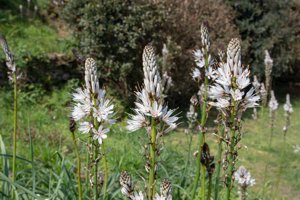 Plantes à fleurs asphodel blanches. Asphodelus albus fleurs. - Photo, image