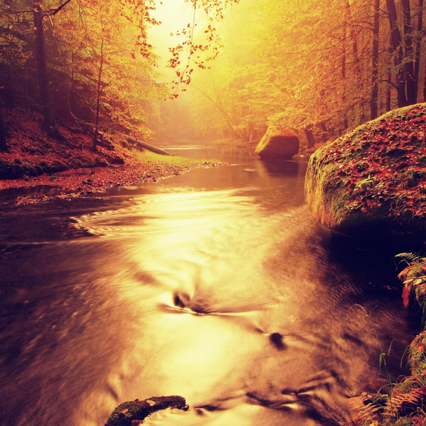 Kamennému břehu podzimní horské řeky vztahuje oranžové buk listy. Čerstvé zelené listy na větvích nad vodou, aby barevné reflexe v úrovni  - Fotografie, Obrázek