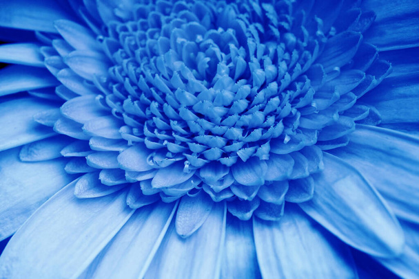 Close up of the petals of a gerbera in blue - Foto, immagini