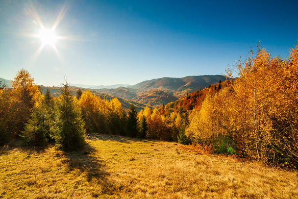 Autumn day Ukrainian Carpathians colorful trees, with the sun shining haze gentle rays with spectacular lighting effects. beech birch is very beautiful on the background of blue mountains - Foto, Bild