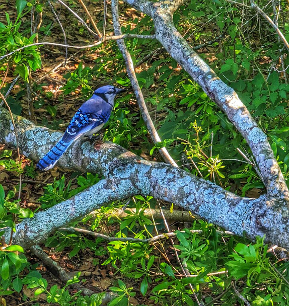 Bluejay on a branch - Foto, afbeelding