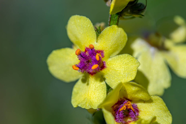 Verbascum nigrum çiçeği çayırda - Fotoğraf, Görsel