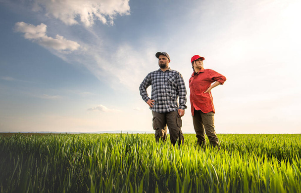 Istutettua vehnää pelloilla tutkivat nuoret viljelijät
 - Valokuva, kuva