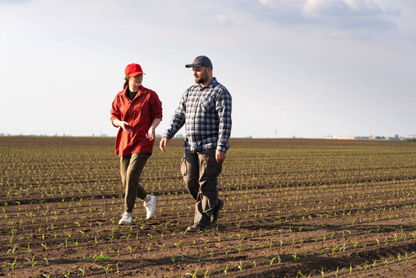Jovens agricultores examinando milho jovem plantado na primavera - Foto, Imagem