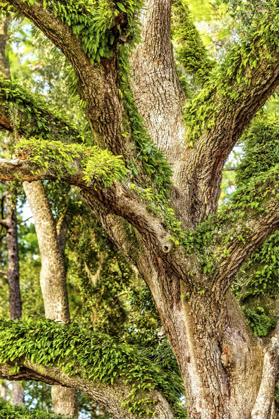Beautiful Large Oak Tree - Фото, зображення